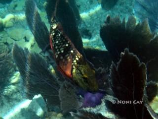 DSC00515 Parrotfish in Marine Sanctuary