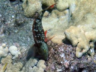 DSC00571 Parrotfish Eating Coral