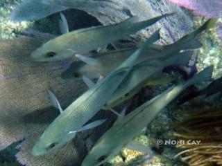 DSC00670 Reef Fish