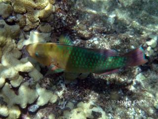 DSC00718 Parrotfish