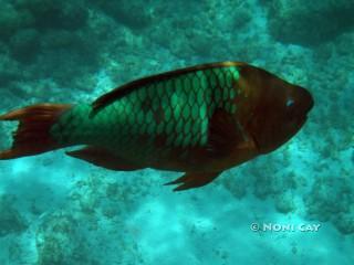 DSC00748 Rainbow Parrotfish