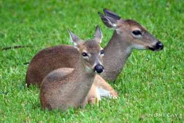 IMG_0056 Key Deer Doe and Fawn