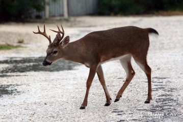 IMG_0075 Key Deer Buck