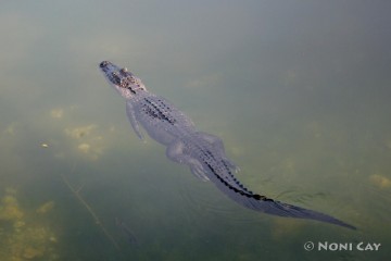 IMG_1907 Blue Hole Resident Alligator