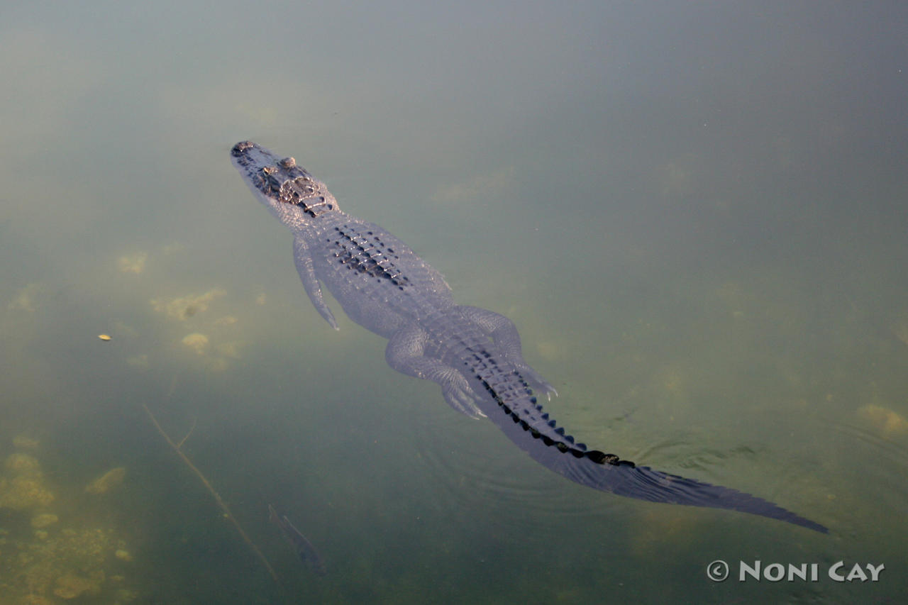 Blue Hole Resident Alligator