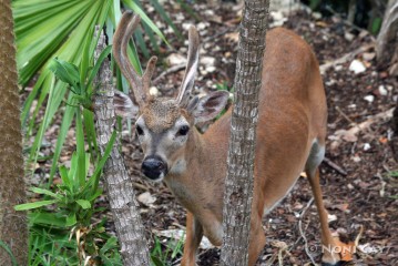 IMG_1948 Key Deer