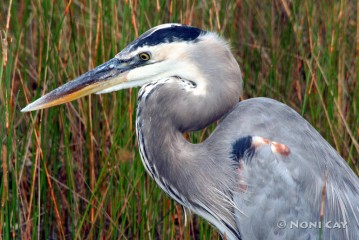 IMG_2071 Great Blue Heron