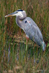 IMG_2072 Great Blue Heron Standing