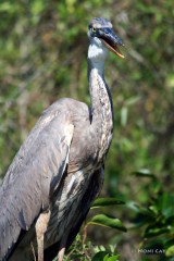 IMG_2186 Great Blue Heron #1