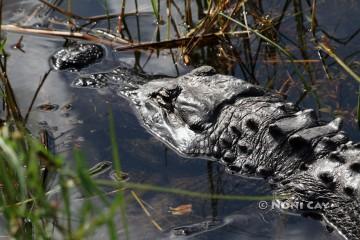 IMG_2464 The Head of the Gator