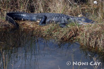 IMG_2466 Alligator Hole