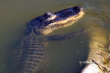 IMG_2468 Lazy Day Alligator Time