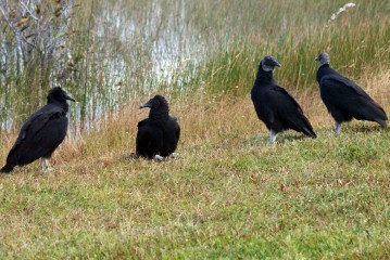 IMG_3195 Immature Turkey Vulture