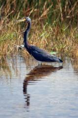 IMG_3201 Tricolored Heron