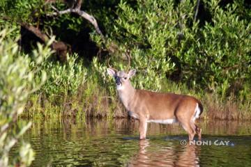 IMG_4898 THOR the KEY DEER