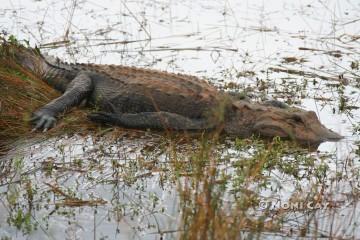 IMG_5128 Everglade Alligator