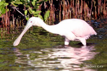 IMG_5382 Roseate Spoonbill