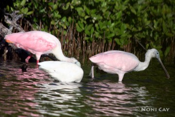 IMG_5410 Feedingtime