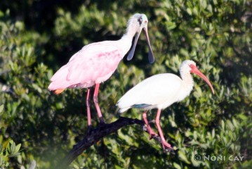 IMG_5430 Roseate Spoonbill and Ibis