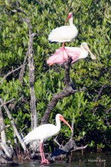 IMG_5452 Ibis and Roseate Spoonbill in Tree