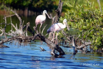 IMG_5472 Spoonbills