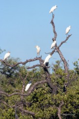 IMG_5484 Cattle Egrets