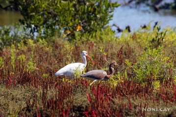 IMG_5532 Ibis and Tricolored Heron