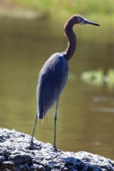 IMG_5540 Reddish Egret