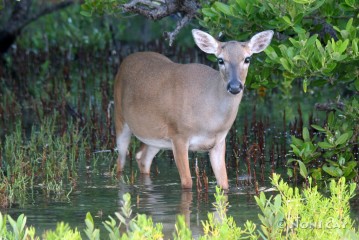 IMG_5601 Pregnant Key Deer