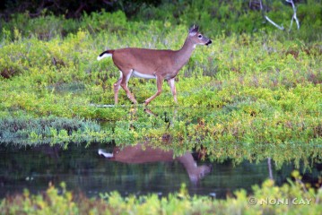 IMG_5614 Reflections