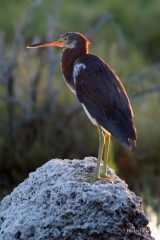 IMG_5640 Tricolored Heron