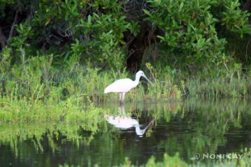 IMG_5646 Spoonbill