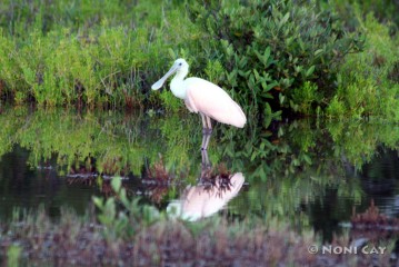 IMG_5651-e Spoonbill #2