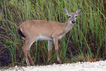 IMG_5715 Key Deer 
Pouch in the Mouth