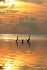 IMG_6115 Three Great Egrets in Atlantic