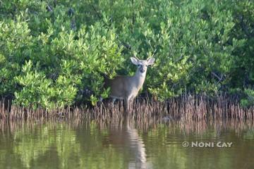 IMG_6463 Peering Out