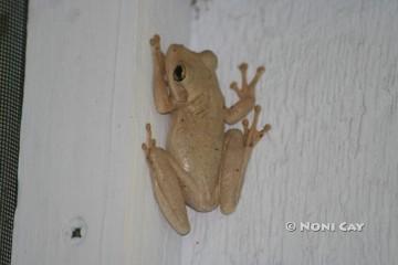 IMG_6889 Cuban Frog