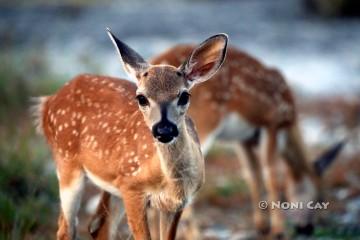 IMG_8773TwinKeyDeerFawns