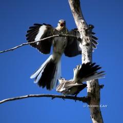 Northern Mockingbird Mockingbird Display