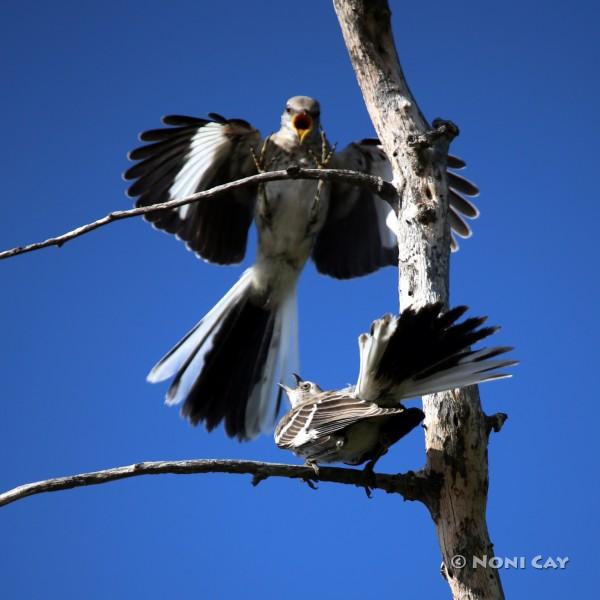 Mockingbird Display