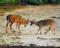 Rutting Season on the Beach Thor