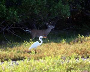 Key Buck and Great Egret