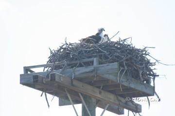 Osprey in Nest