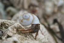 Hermit Crab