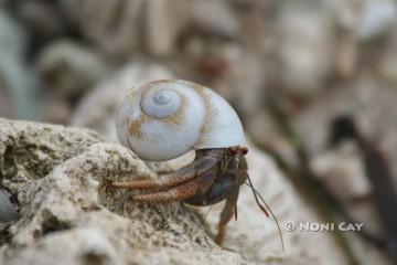 IMG_7232 Hermit Crab