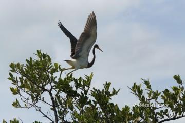 IMG_7248 In Flight