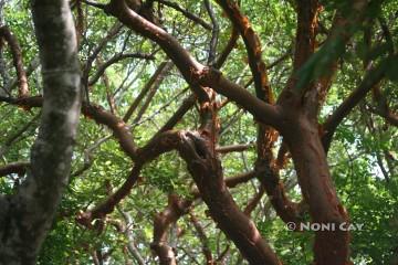 Gumbo Tree aka The Tourist Tree cause it peels