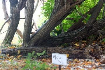 Mayo Tree