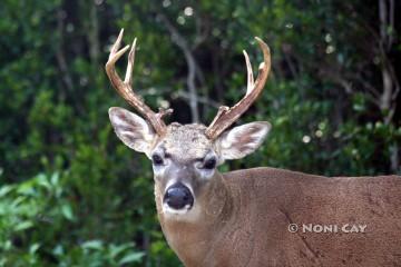 Key Deer Buck #1 Key Deer Mature Male