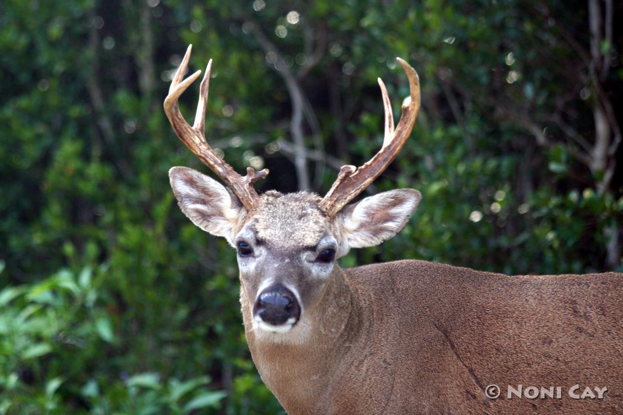 Key Deer Mature Male